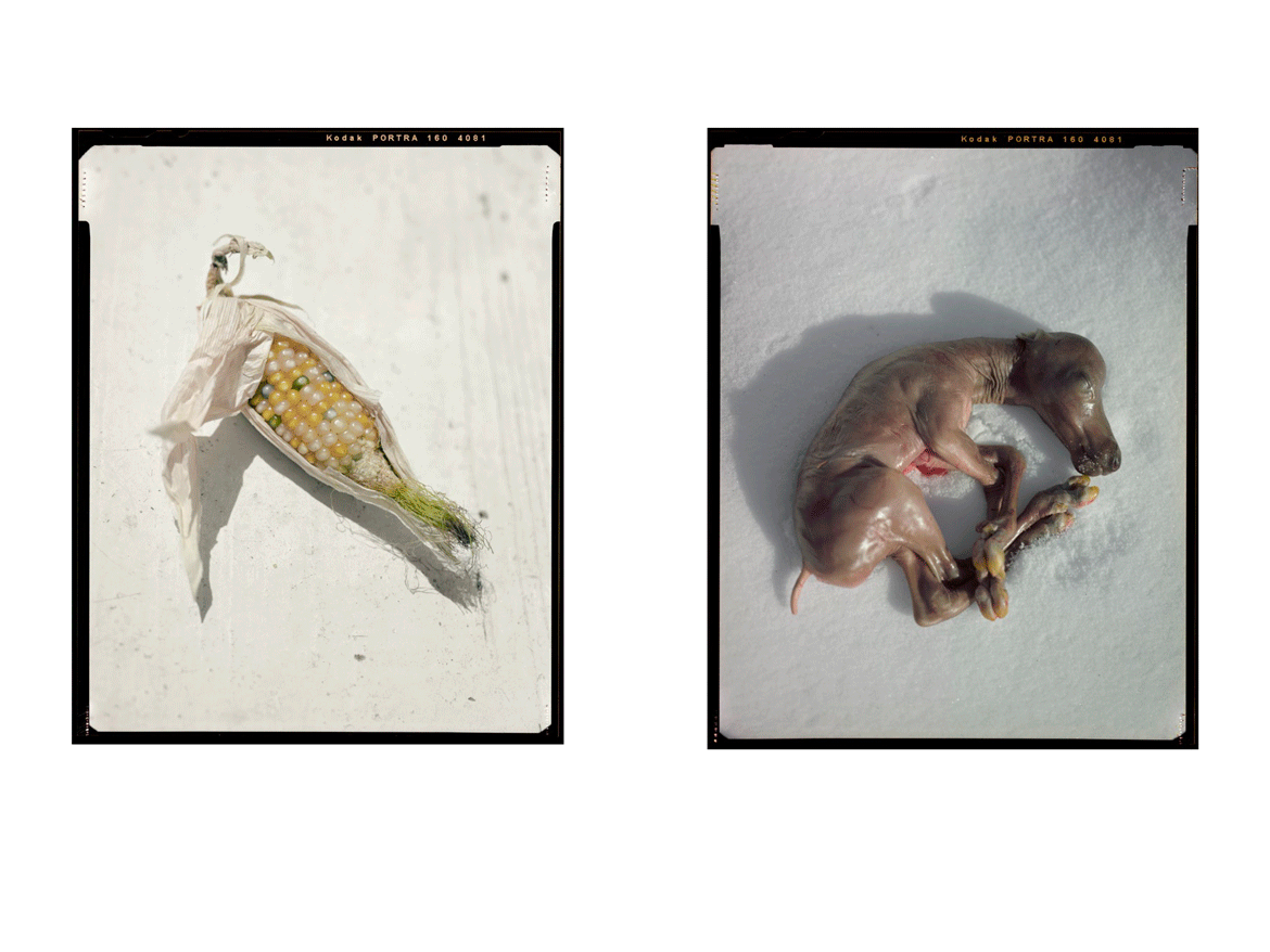 Materia-Prima-Book-15